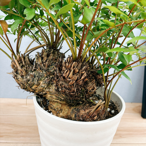 ［現品］【希少】ウスバザミア　8号　メキシコソテツ　蘇轍　観葉植物　室内　レア 現品］【希少】ウスバザミア 8号 メキシコソテツ 蘇轍 観葉植物