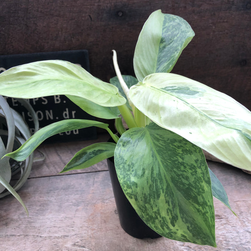 ジョセボーノ♡フィロデンドロン♡斑入り♡観葉植物 アートフラワー