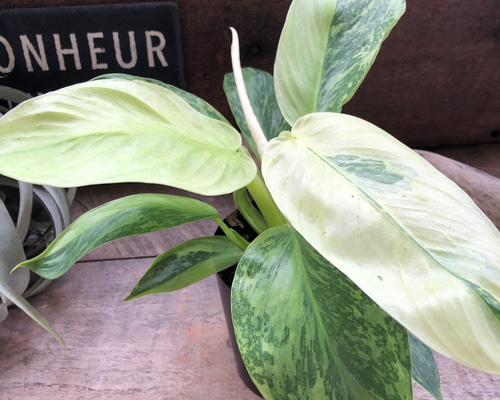 1be447619f44a78730f848ee38580a