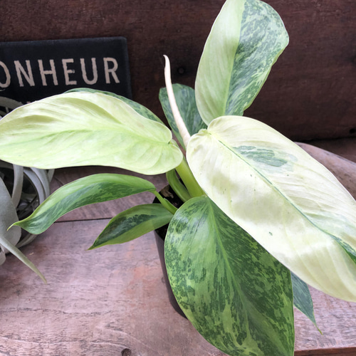 ジョセボーノ♡フィロデンドロン♡斑入り♡観葉植物 アートフラワー