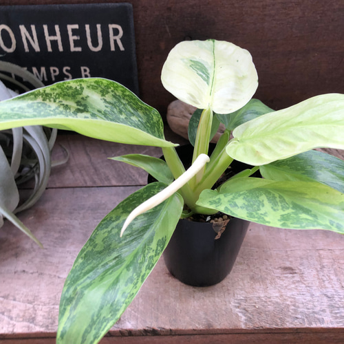 ジョセボーノ♡フィロデンドロン♡斑入り♡観葉植物 アートフラワー
