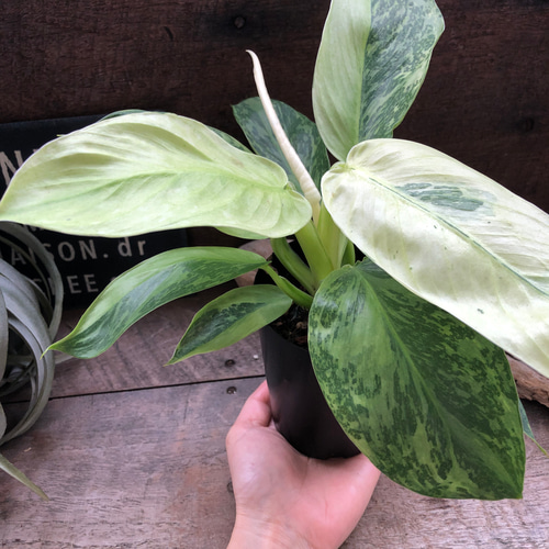 ジョセボーノ♡フィロデンドロン♡斑入り♡観葉植物 アートフラワー