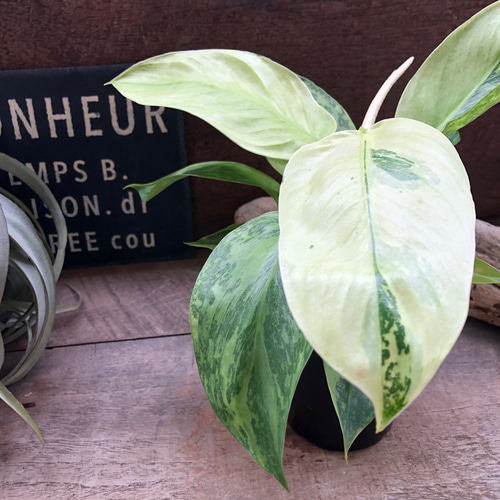 ジョセボーノ♡フィロデンドロン♡斑入り♡観葉植物 アートフラワー