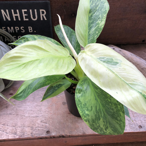 ジョセボーノ♡フィロデンドロン♡斑入り♡観葉植物 アートフラワー