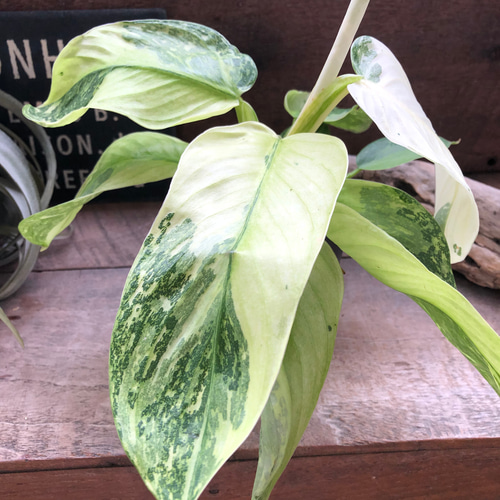 ジョセボーノ♡フィロデンドロン♡斑入り♡観葉植物 アートフラワー