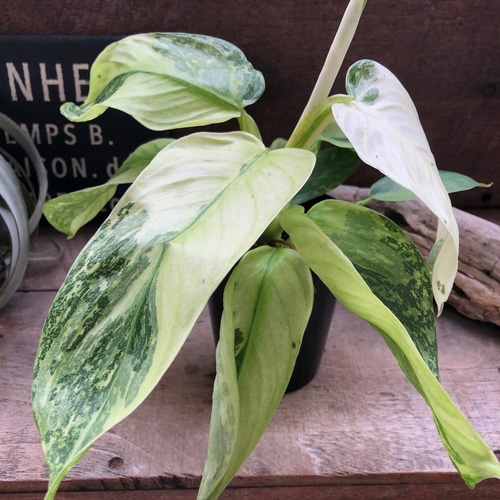 ジョセボーノ♡フィロデンドロン♡斑入り♡観葉植物 アートフラワー