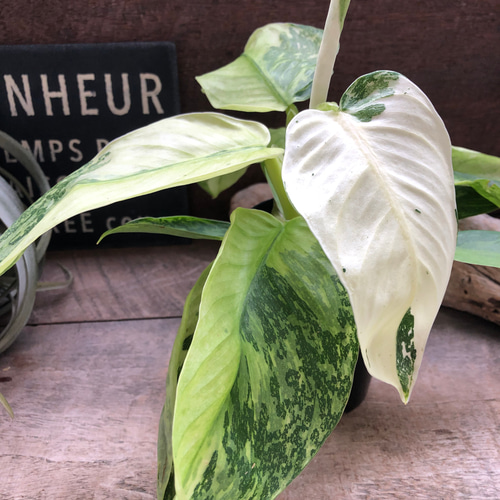 ジョセボーノ♡フィロデンドロン♡斑入り♡観葉植物 アートフラワー