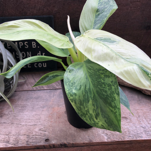 ジョセボーノ♡フィロデンドロン♡斑入り♡観葉植物 アートフラワー