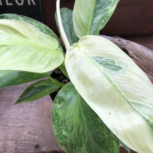 ジョセボーノ♡フィロデンドロン♡斑入り♡観葉植物 アートフラワー