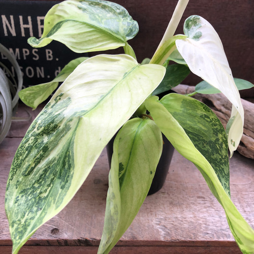 ジョセボーノ♡フィロデンドロン♡斑入り♡観葉植物 アートフラワー