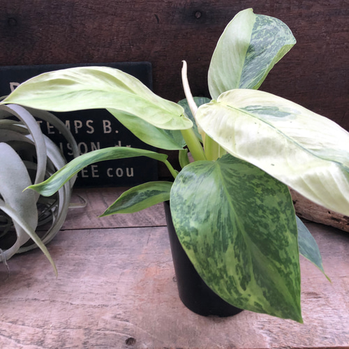 ジョセボーノ♡フィロデンドロン♡斑入り♡観葉植物 アートフラワー