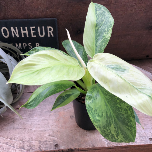 超絶希少 フィロデンドロン　ジェニファー斑入り 斑入りフィロデンドロン 入荷しました！ 江戸川区松島 新小岩 | VIVID