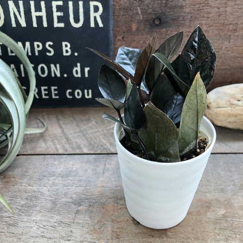 ザミオクルカス レイヴン 4号 珍しい観葉植物 プラスチック鉢