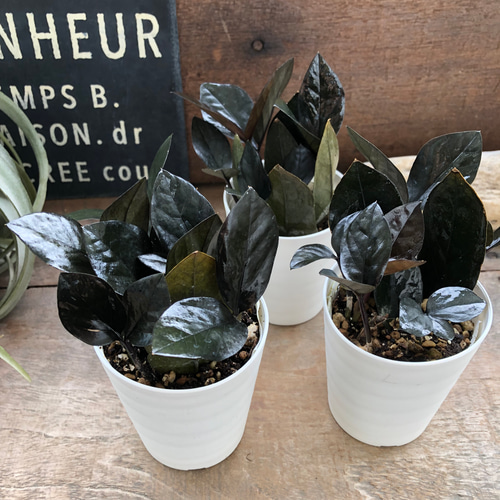 a*i様 ザミオクルカスレイヴン 1メートル以上 10号サイズ 超大型