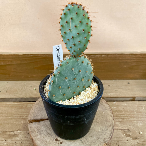 Amazon｜サボテン オプンチア サンタリタ｜観葉植物 オンライン通販