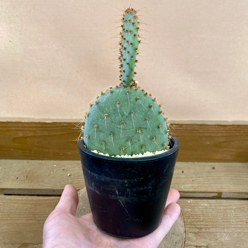 ウチワサボテン オプンチア サンタリタ 多肉植物 plant life 通販