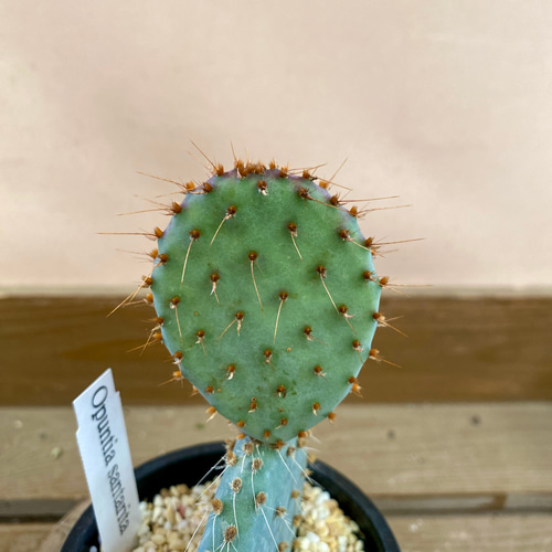ウチワサボテン オプンチア サンタリタ 多肉植物 plant life