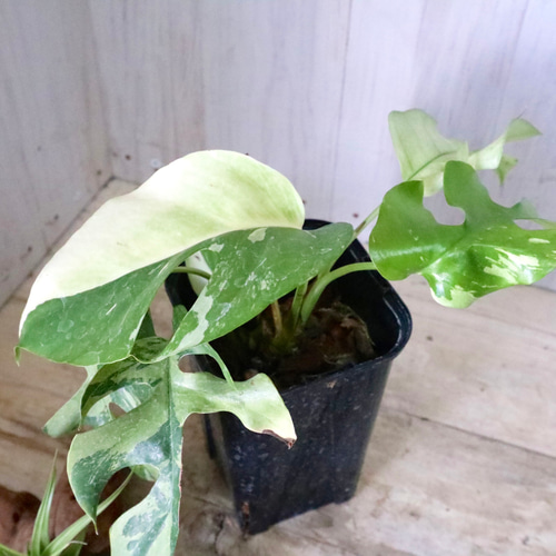 希少♡斑入り♡姫モンステラ♡ペルツーサ♡ アートフラワー nico  