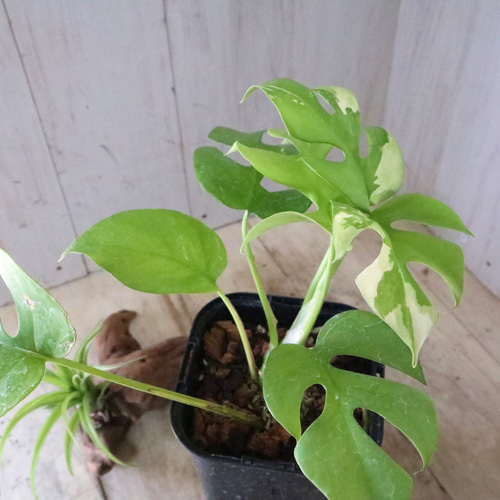 希少♡斑入り♡姫モンステラ♡ペルツーサ♡ アートフラワー nico  