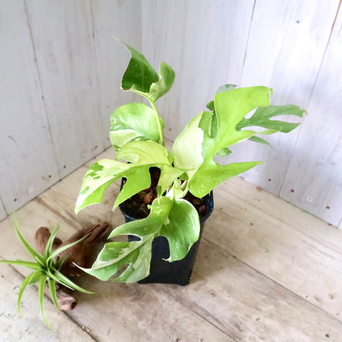 希少♡斑入り♡姫モンステラ♡ペルツーサ♡ アートフラワー nico  