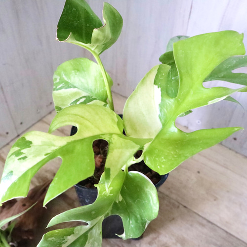 希少♡斑入り♡姫モンステラ♡ペルツーサ♡ アートフラワー nico  