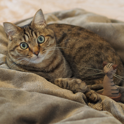 おひげがさせる、ぬいぐるみ。猫からの贈り物 抜けたおひげを