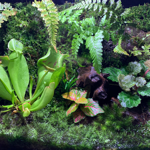 262 苔アート 苔テラリウム 食虫植物 サラセニア プルプレア 完成品