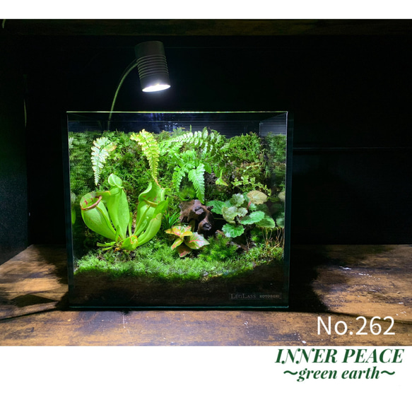 262 苔アート 苔テラリウム 食虫植物 サラセニア プルプレア