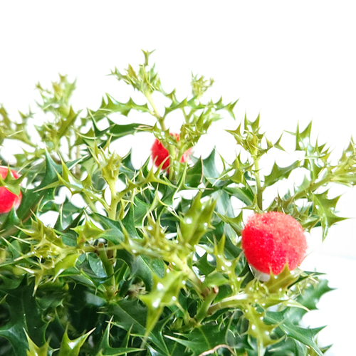 ○数量限定○新作○ ”姫ヒイラギ（2鉢セット）オーバルアッシュグレー