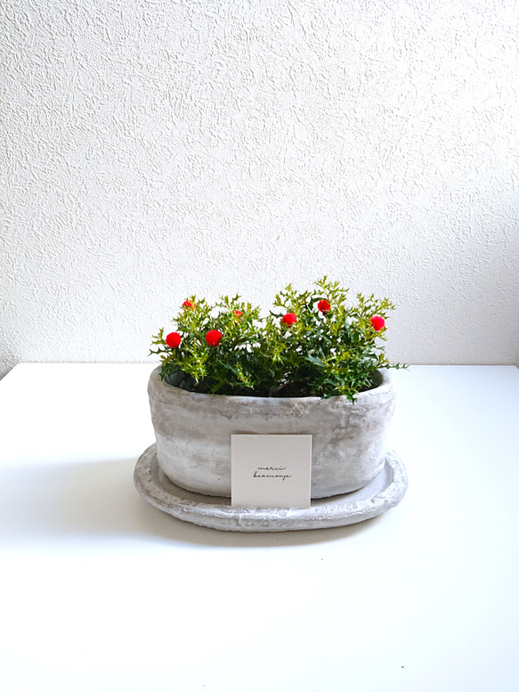 ○数量限定○新作○ ”姫ヒイラギ（2鉢セット）オーバルアッシュグレー