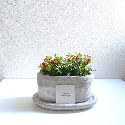 ○数量限定○新作○ ”姫ヒイラギ（2鉢セット）オーバルアッシュグレー