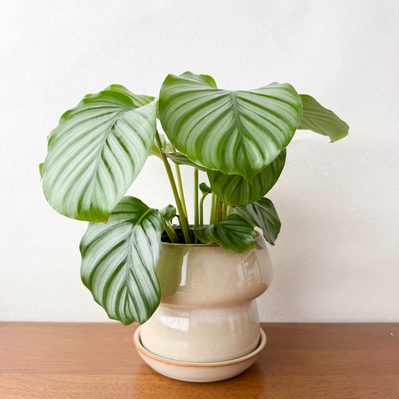 アロカシア4種類セット＋カラテア　オルビフォリア　鉢皿付き Amazon｜観葉植物 カラテア オルビフォリア 4号鉢 観葉植物 小型