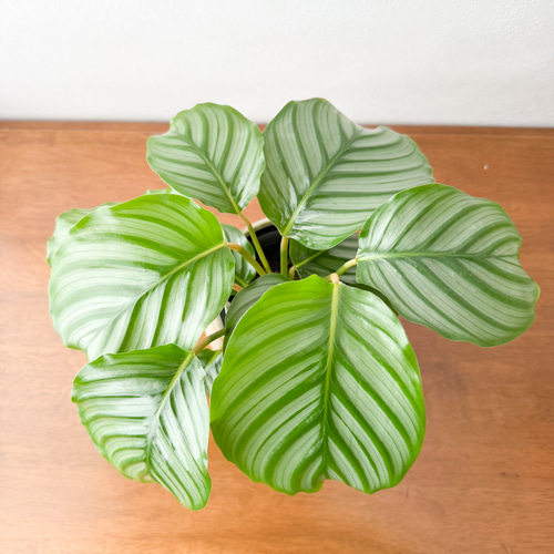 アロカシア4種類セット＋カラテア オルビフォリア 鉢皿付き アロカシア