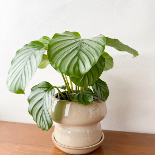 アロカシア4種類セット＋カラテア　オルビフォリア　鉢皿付き 楽天市場】カラテア（オルビフォリア） セメント シリンダー型