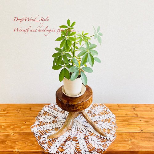 流木インテリア 丸太を木の根で支える流木のスツール 一点物 フラワー