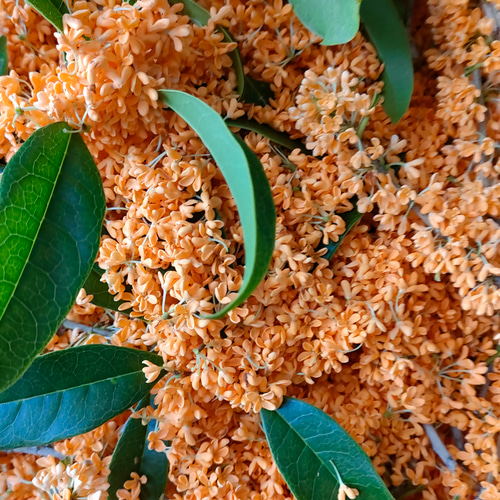 ❤お得❤【2023年版】500円割引き／ドライフラワー金木犀 花びら1