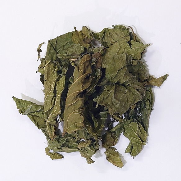 クワ（桑葉） 50g ◆ 草木染（材料）天然・草木染植物染料 1枚目の画像