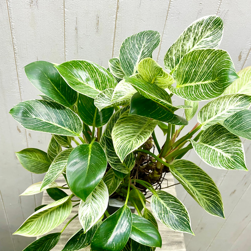 希少 超ボリューム 株立ち フィロデンドロン 'バーキン' Philodendron