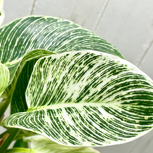 希少 超ボリューム 株立ち フィロデンドロン 'バーキン' Philodendron