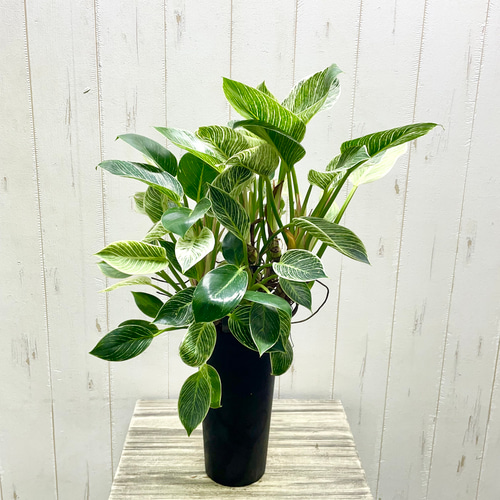 フィロデンドロン・バーキン ※希少 希少 超ボリューム 株立ち フィロデンドロン 'バーキン' Philodendron