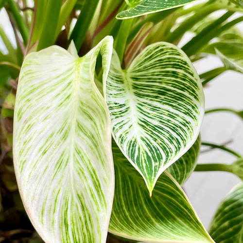 希少 超ボリューム 株立ち フィロデンドロン 'バーキン' Philodendron