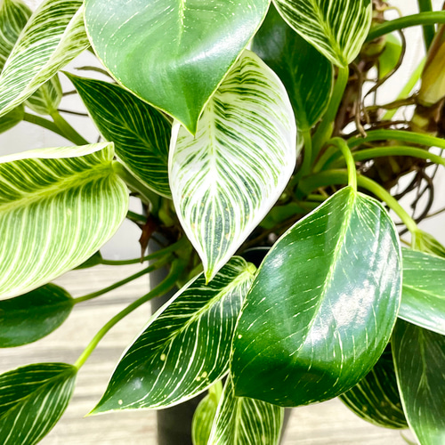 希少 超ボリューム 株立ち フィロデンドロン 'バーキン' Philodendron