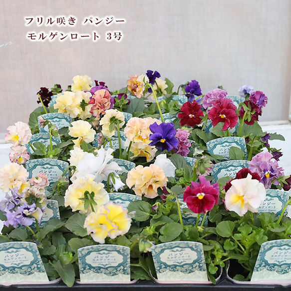 値下げSALE 花苗 フリル咲き パンジー モルゲンロート 3号ポット よく