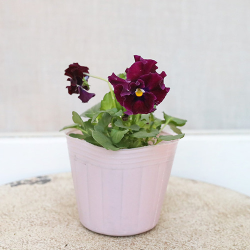 G可愛い♡パンジー♡モルゲンロート♡遊花♡３号♡ポットごと宅急便コンパクト M可愛い♡パンジー♡モルゲンロート♡遊花♡3号♡ポットごと宅急便