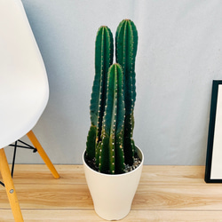 現品］3番 柱サボテン 鬼面角 3本立て 小 8号 観葉植物 大型 棘無し