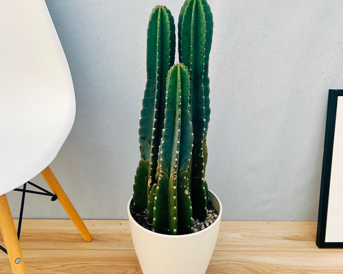 現品］3番 柱サボテン 鬼面角 3本立て 小 8号 観葉植物 大型 棘