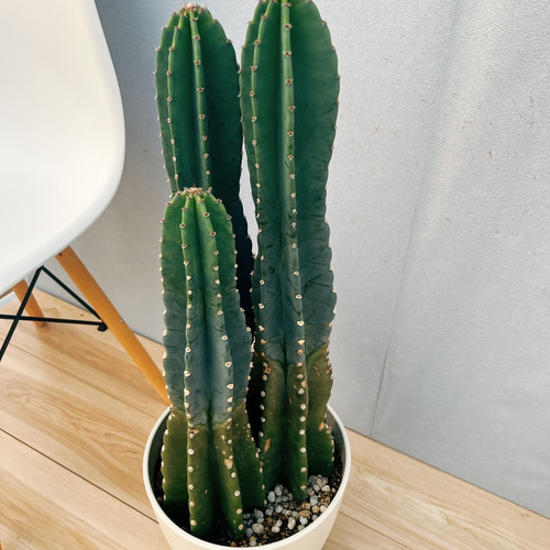 現品］3番 柱サボテン 鬼面角 3本立て 小 8号 観葉植物 大型 棘