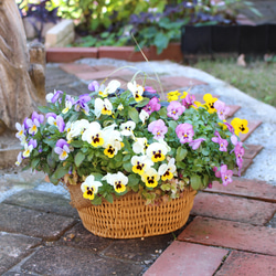 生きている植物「キュートな4色ビオラ寄せ植え」オーバルかご ハー