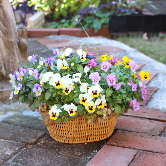 生きている植物「キュートな4色ビオラ寄せ植え」オーバルかご ハー