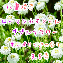 八重咲きローマン　苗　ダブルフラワーカモミール　カモミール　ハーブ　夏越し 八重咲きローマン 苗 ダブルフラワーカモミール 3.号 元苗 カモミール